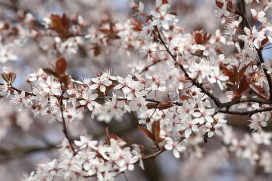 canva blooming cherry tree MAEEJjMUHA4