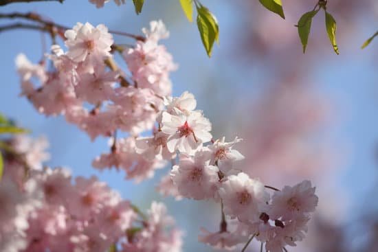 canva blooming cherry tree MAEEV2pIwPI