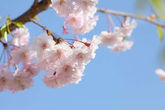 canva blooming cherry tree MAEEV719M5k