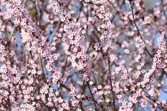 canva blooming cherry tree MAEFEWWOeIY