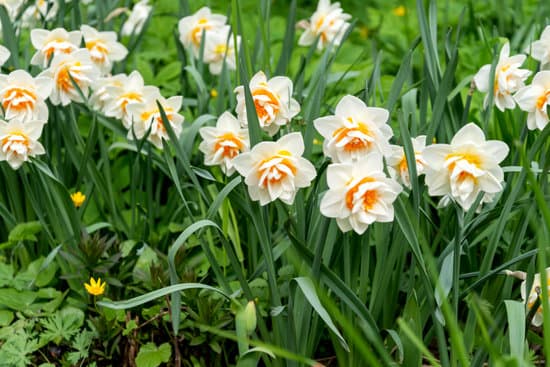canva blooming daffodil flowers in spring MAEOVKZqdQM