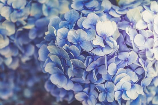 canva blooming hydrangea flowers in the garden MAD7 kzS8qo