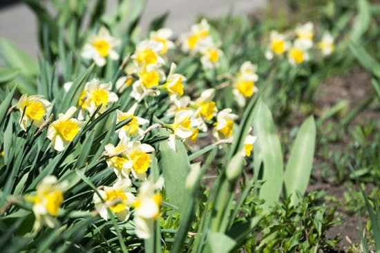 canva blooming large cupped daffodils up close