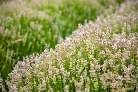 canva blooming lavender in a field MAEEg8QXoBE