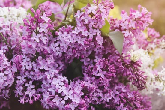canva blooming lilac flowers MAD8umhyC70