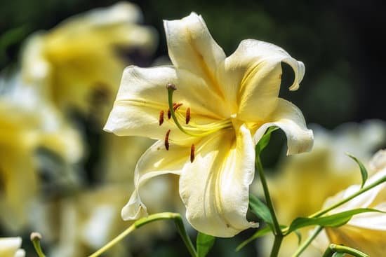 canva blooming lily flowers MAEBKod XaY