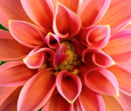 canva blooming pink dahlia flower closeup MAD