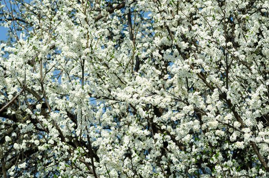 canva blossoming cherry tree. MADFkZIQmsw
