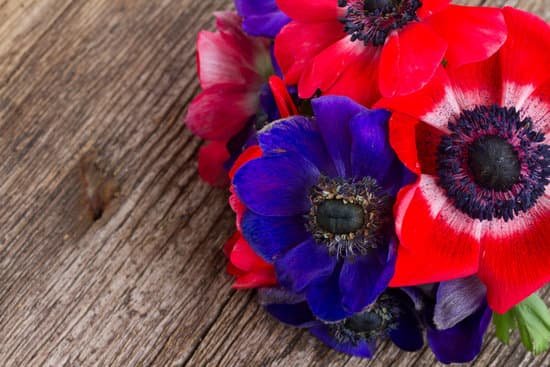 canva blue and red anemone flowers MABM16UOgDM