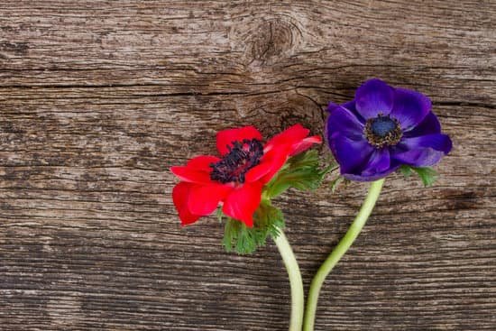 canva blue and red anemone flowers MABM1 qB0R4