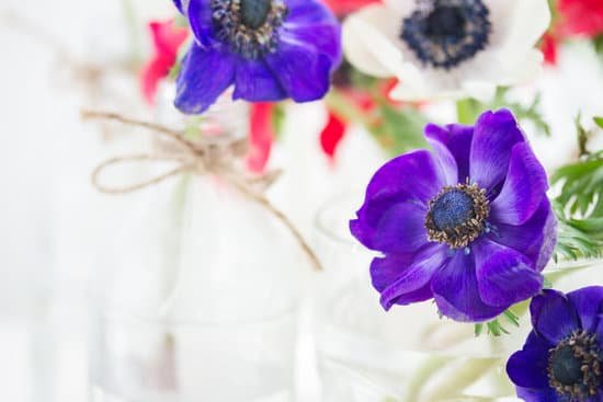 canva blue anemone flowers MABRVJ9cS2E