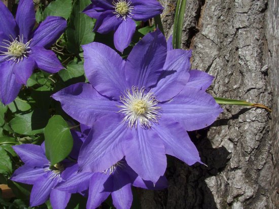 canva blue clematis MADFcL6ZwaE