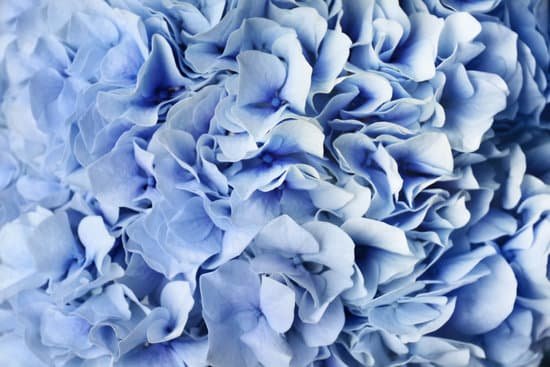 canva blue hydrangea flowers MAD9UANjPl0