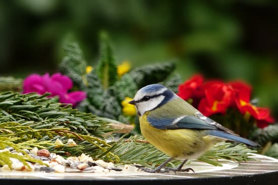 canva blue tit bird MADQ5eHunt8