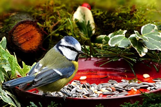 canva blue tit in the garden MADQ5d4L8lk