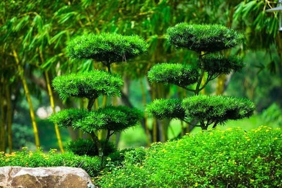 canva bonsai MAC5z9d