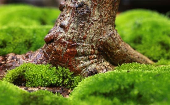 canva bonsai