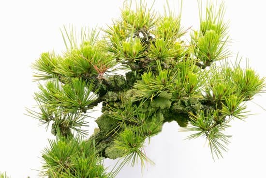canva bonsai MAC9 AZ3XXs