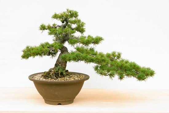 canva bonsai MAC9 Co5 qA