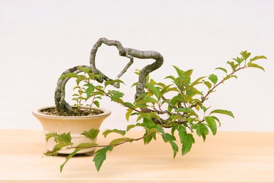 canva bonsai MAC9 GfyjX0