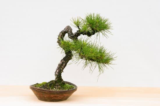 canva bonsai
