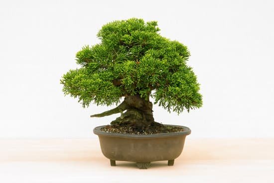 canva bonsai MAC9 QCFltc