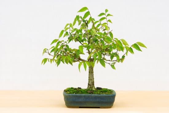 canva bonsai MAC9 Rhhm2A