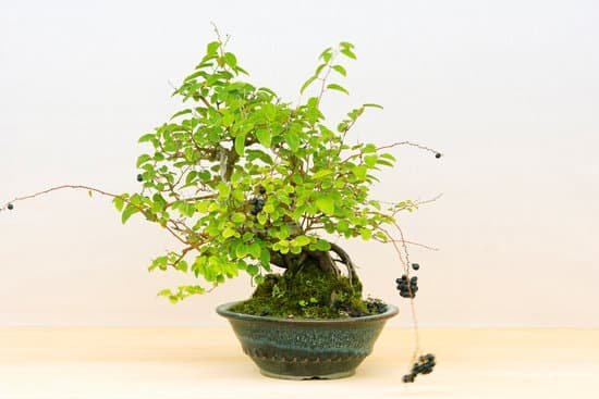 canva bonsai MAC9 VeHdDU