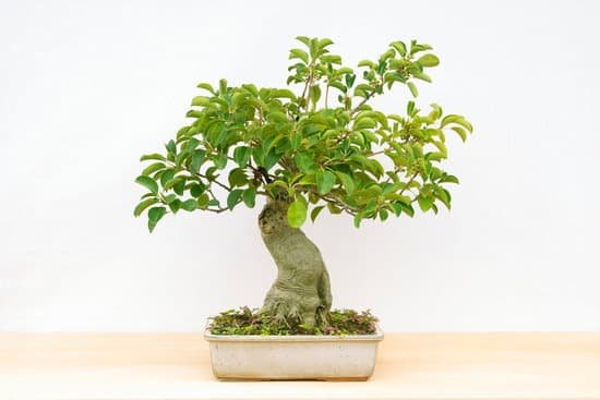 canva bonsai MAC9 aqvGT0