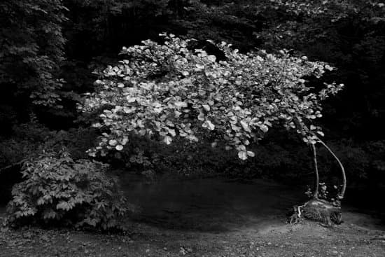 canva bonsai MAD3xWGp OQ