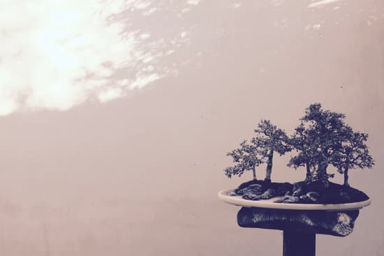 canva bonsai MAD3y3th9QM
