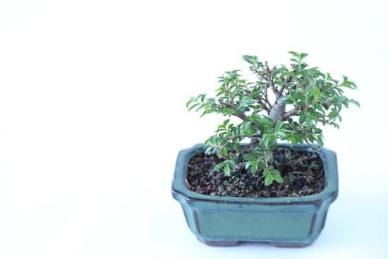 canva bonsai MAD59 2Z LE