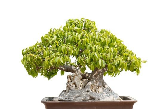 canva bonsai MADAngszcrQ
