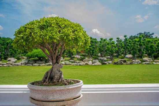 canva bonsai MADBPpkyaRs