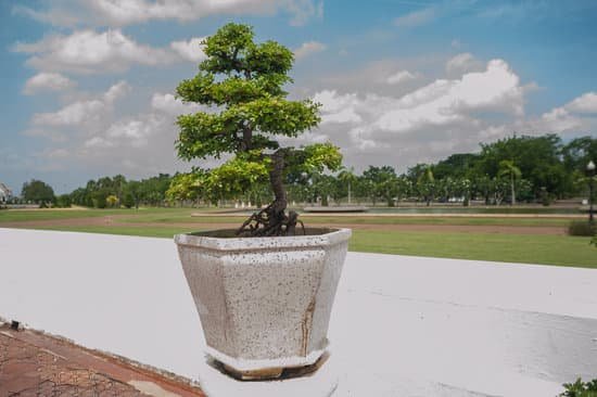 canva bonsai MADBQe0HkPo