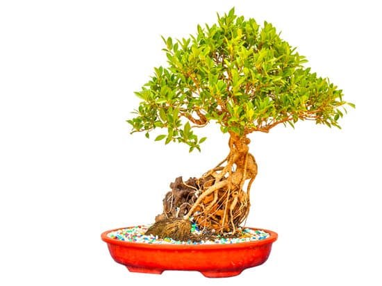 canva bonsai MADBfgIoBuc