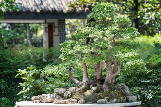 canva bonsai against vevetation background MAC1kK PAFE