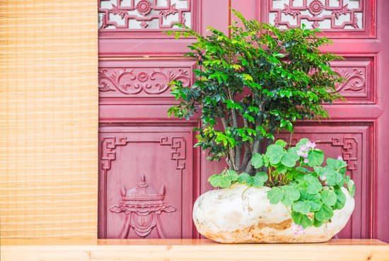 canva bonsai and rock on a table MACesMlPAr4