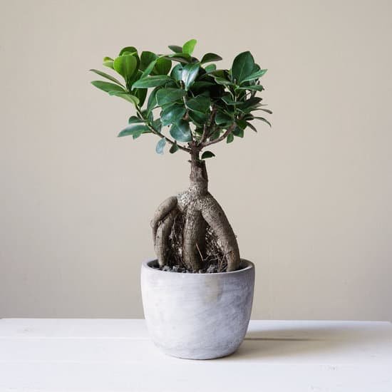 canva bonsai ginseng or ficus retusa MAB fHqbujA