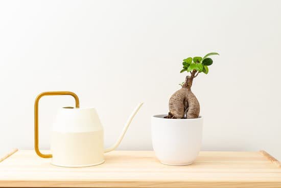 canva bonsai in a white ceramic pot and a watering can on a wooden she MAD5Q8KsoU0