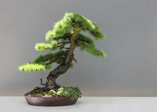 canva bonsai larch tree MADQ4yzKJCM