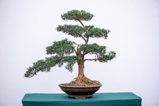 canva bonsai pine tree against white wall MADzk1 WT 0