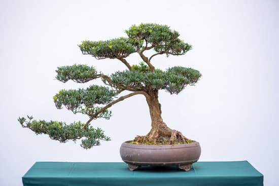 canva bonsai pine tree against white wall MADzkyU6X1E