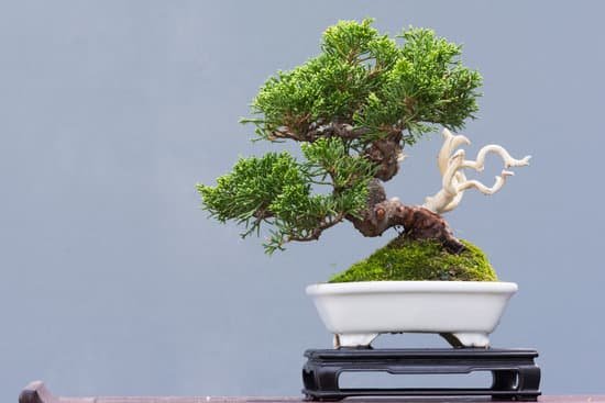 canva bonsai pine tree in a pot MACmCpAK ls