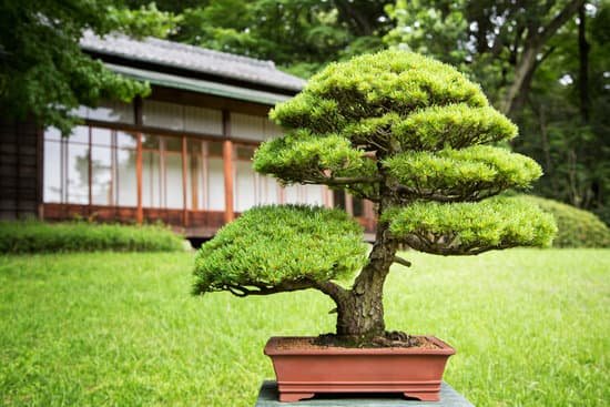 canva bonsai tree MAB6EyGaVjA