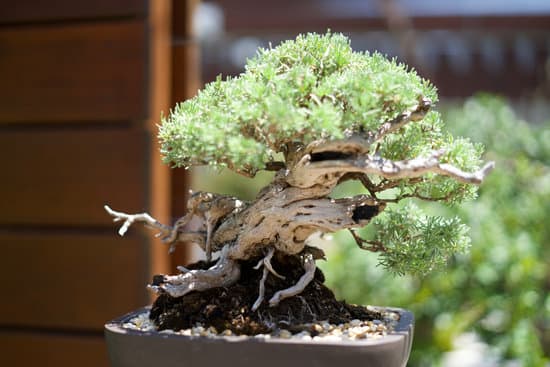 canva bonsai tree MAC4RtdhzZo