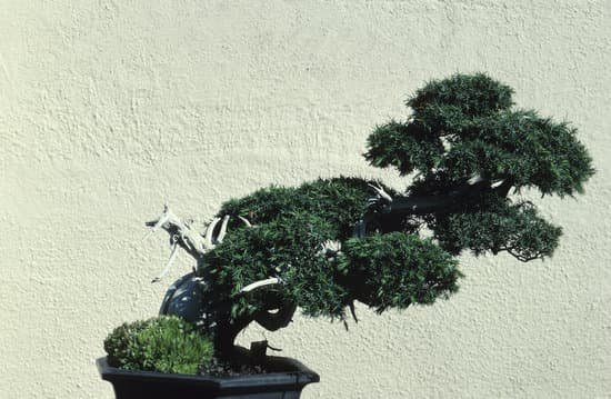 canva bonsai tree MAC8LcG4zWQ