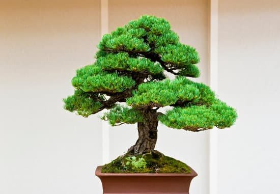 canva bonsai tree MAC8gzwwI4o