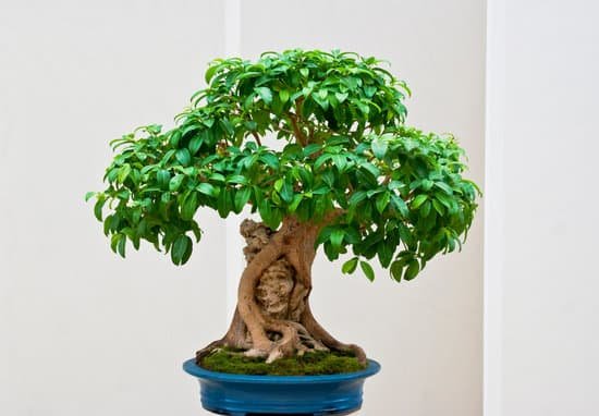 canva bonsai tree MAC8lFXQijI