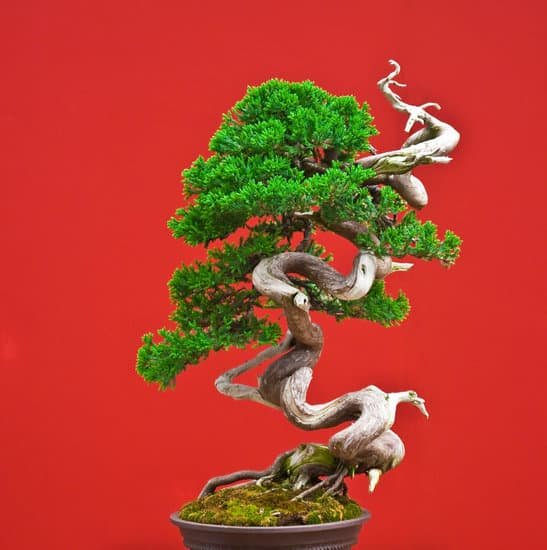 canva bonsai tree MAC8lJFCZ78